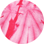SpiderPink